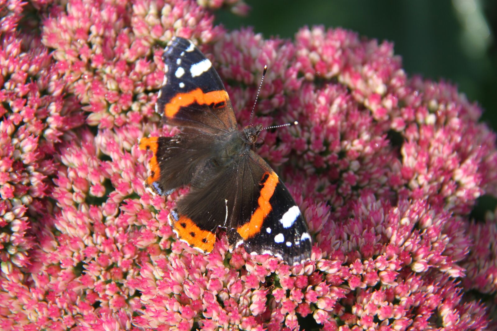 Canon EOS 500D (EOS Rebel T1i / EOS Kiss X3) sample photo. Admiral, butterfly, have photography