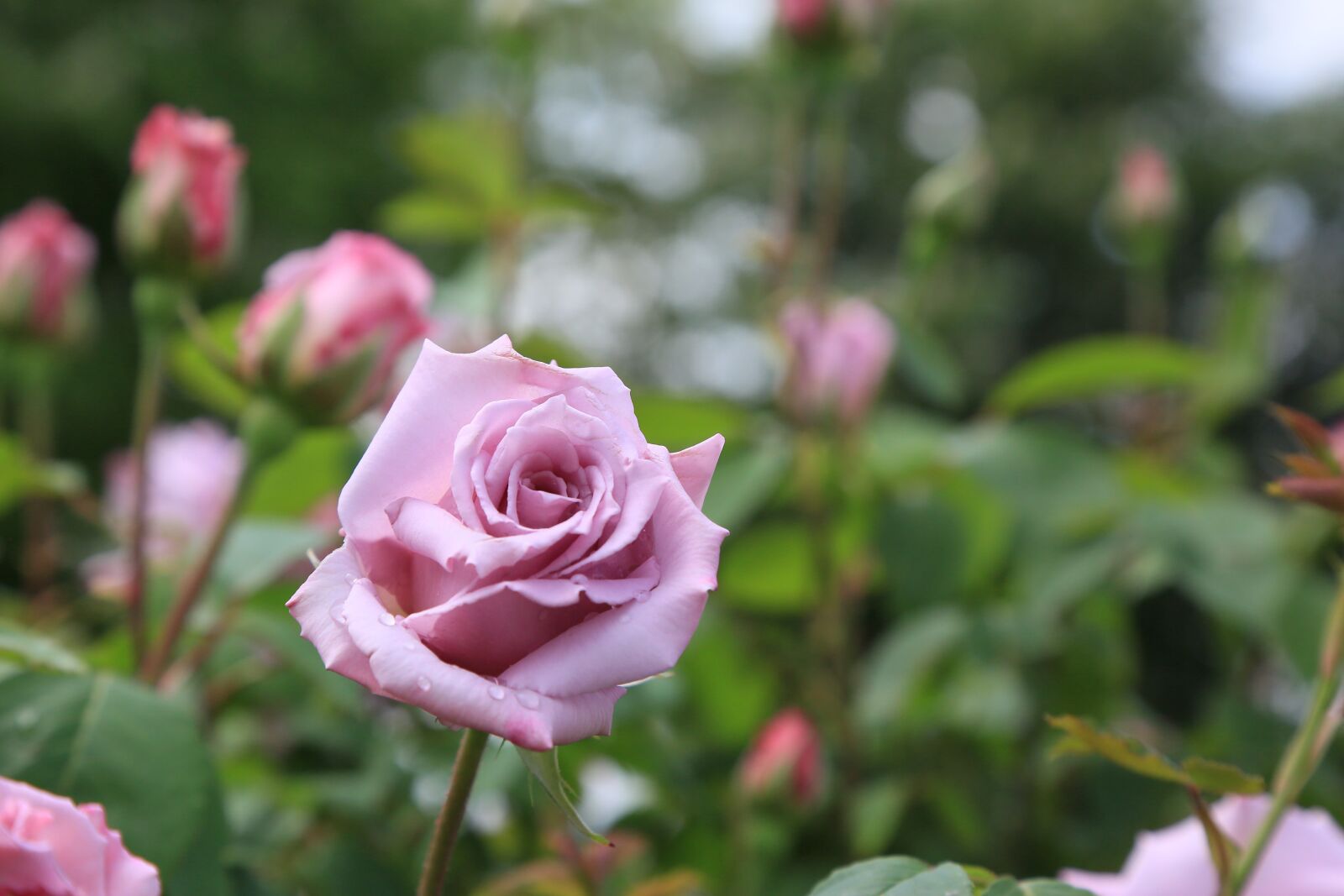 Canon EF 24-105mm F4L IS USM sample photo. Rose, spring, nature photography