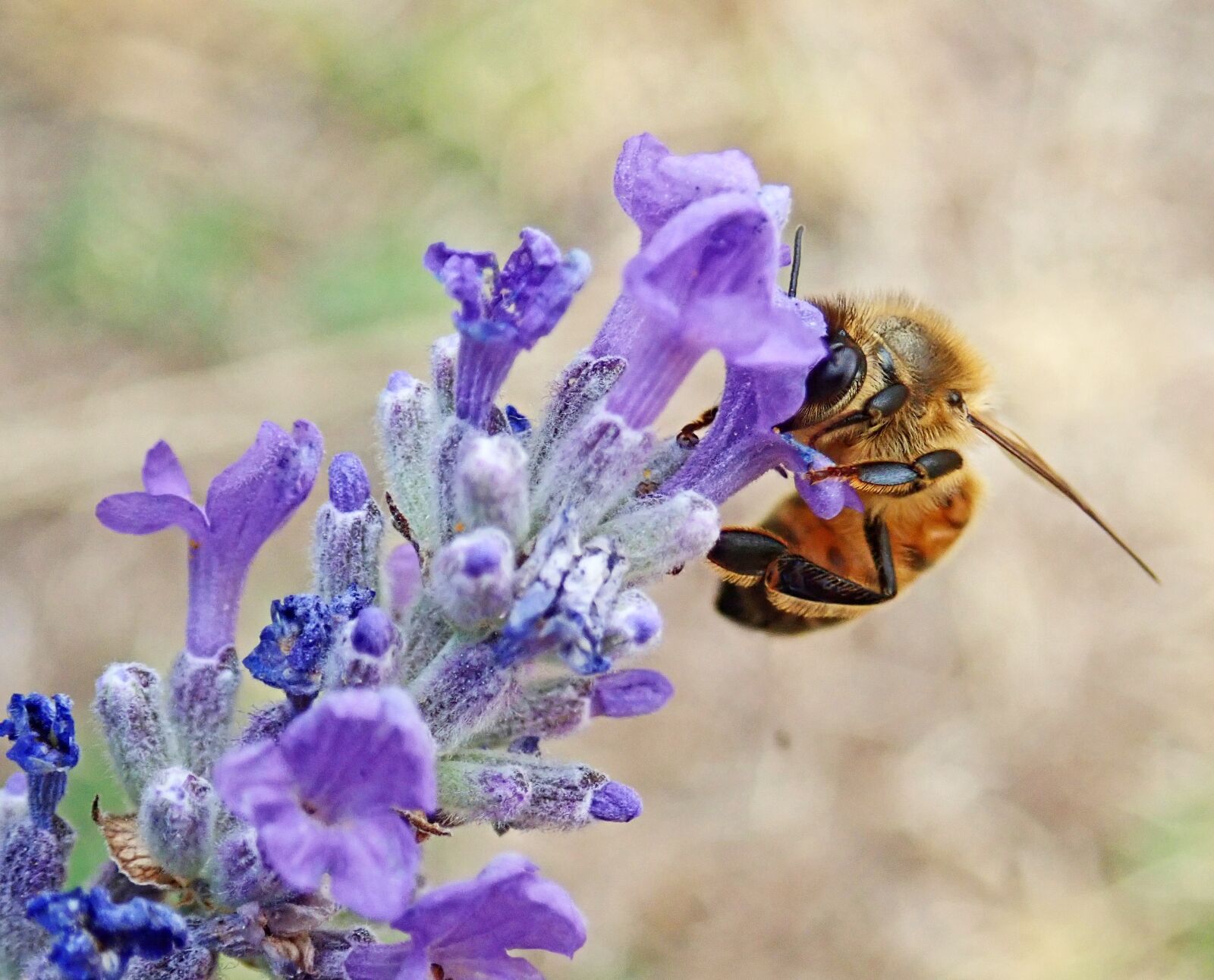 Olympus TG-5 sample photo. Bee, insect, flowers photography