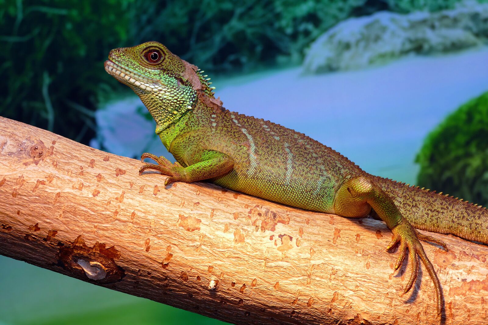 Panasonic Lumix DMC-FZ1000 sample photo. Water dragon, chinese, physignathus photography