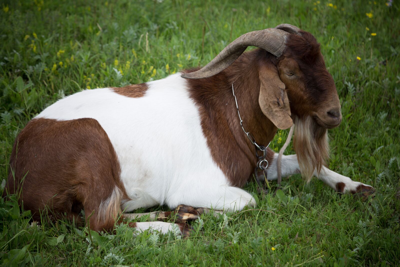 Canon EOS 6D + Canon EF 24-105mm F4L IS USM sample photo. Animal, cow, prairie photography