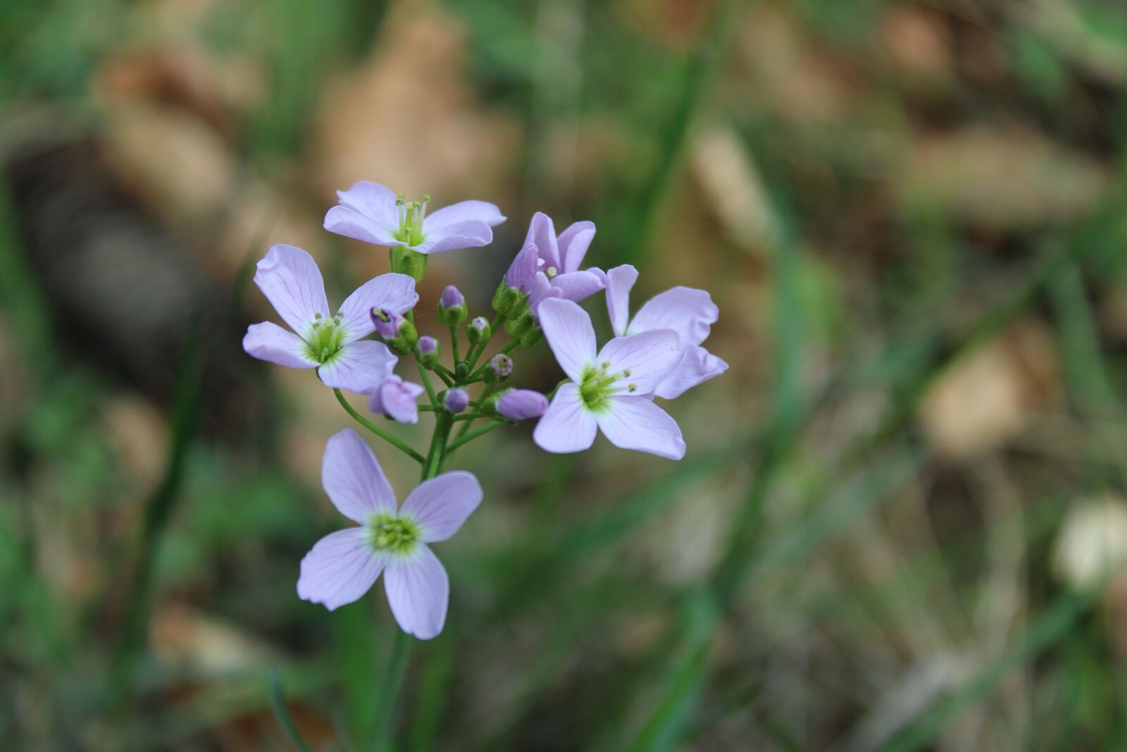Canon EOS 2000D (EOS Rebel T7 / EOS Kiss X90 / EOS 1500D) sample photo. Wild flower, lace flower photography