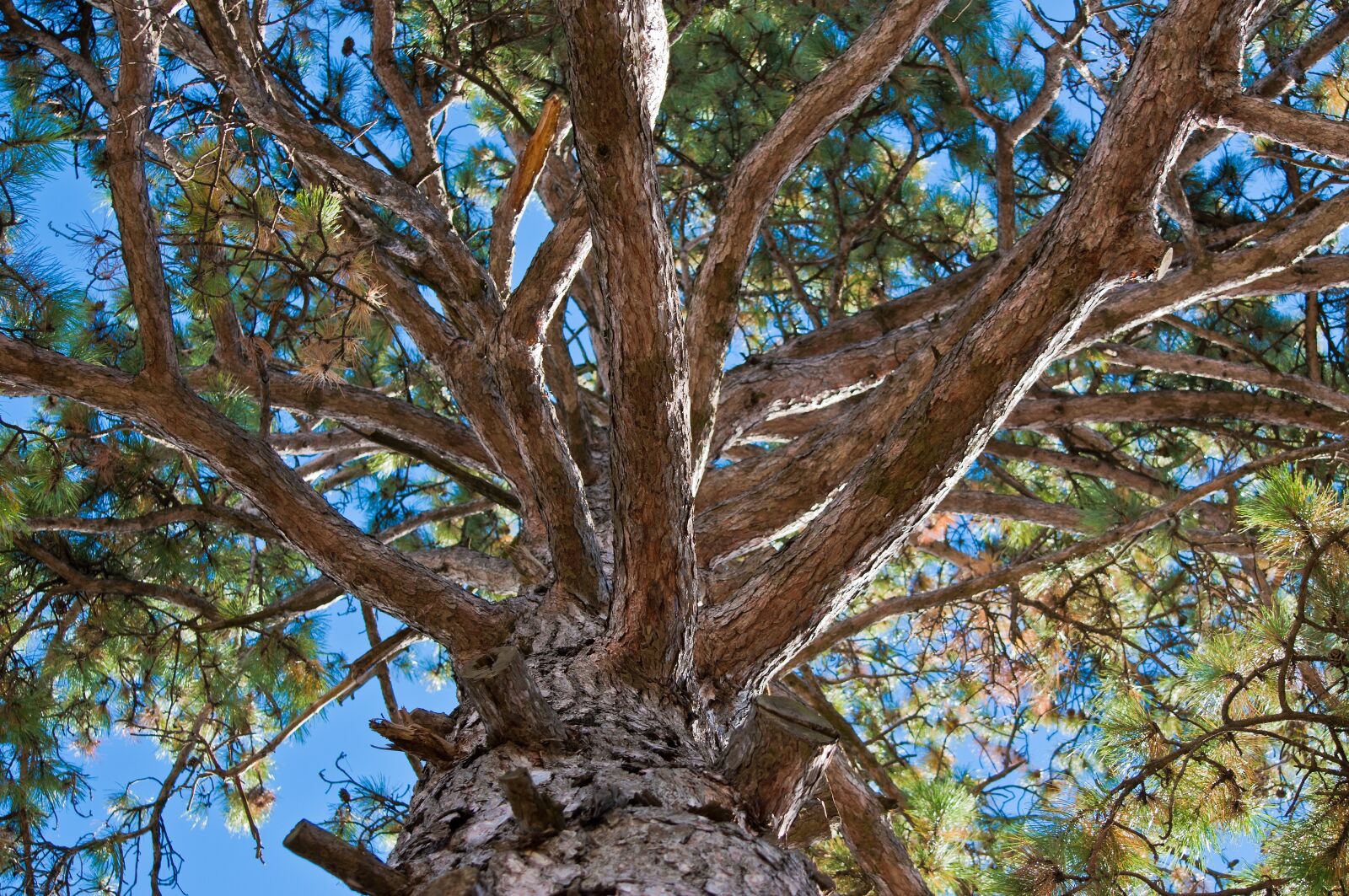 Nikon D90 sample photo. Tree, fir tree, from photography