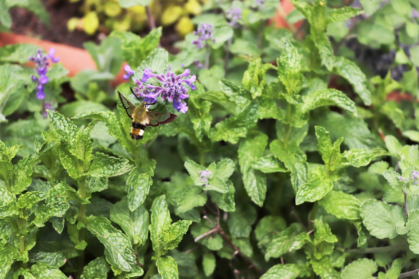 Canon EOS 77D (EOS 9000D / EOS 770D) sample photo. Hummingbird hawk moth, hummingbird photography