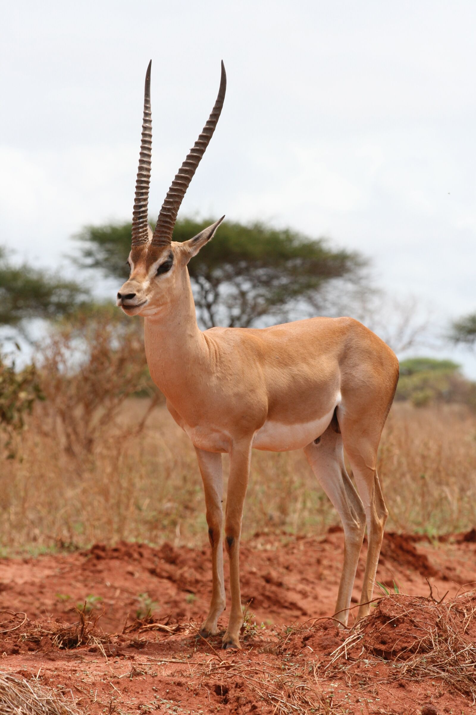 Canon EOS 400D (EOS Digital Rebel XTi / EOS Kiss Digital X) sample photo. Gazelle, kenya, safari photography