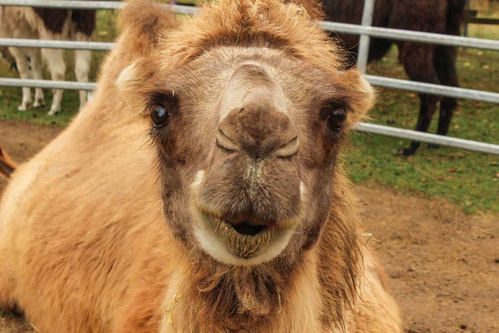 Canon EOS 600D (Rebel EOS T3i / EOS Kiss X5) sample photo. Zoo, camel, circus photography
