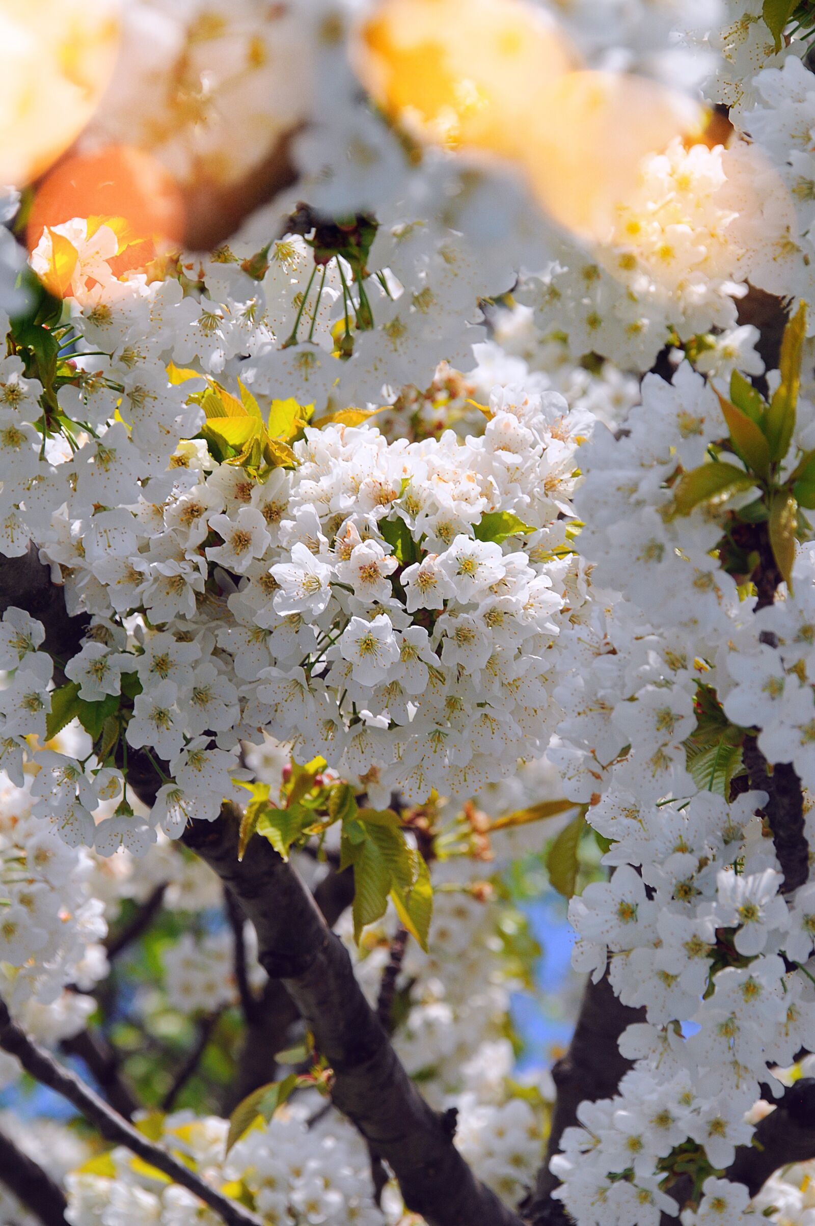 Nikon D3200 sample photo. Flower, nature, season photography