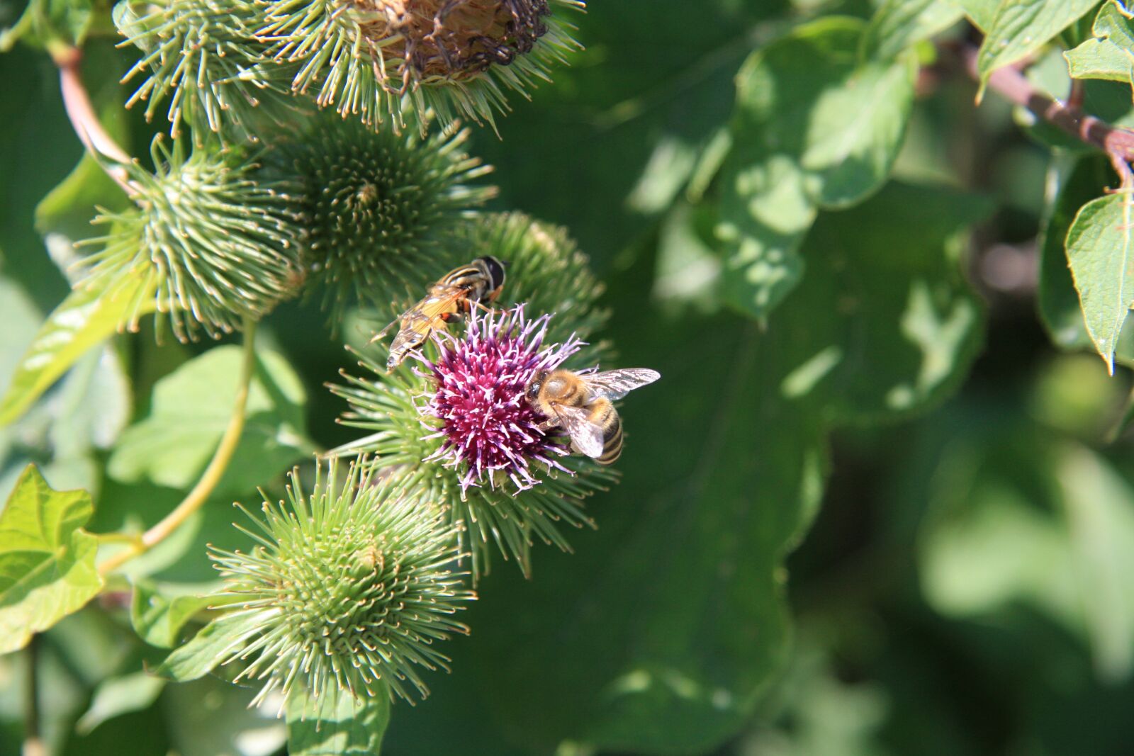 Canon EOS 40D sample photo. Flowers, leaves, nature photography