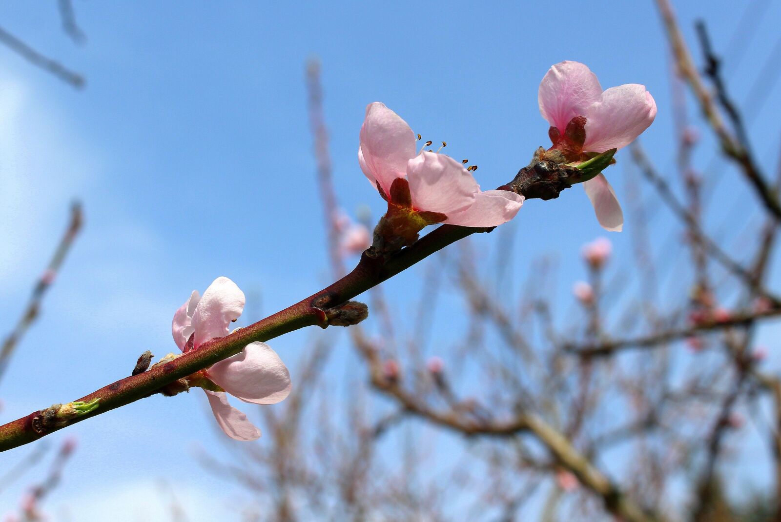 Canon EOS 1200D (EOS Rebel T5 / EOS Kiss X70 / EOS Hi) sample photo. Sad, peach, peach blossom photography