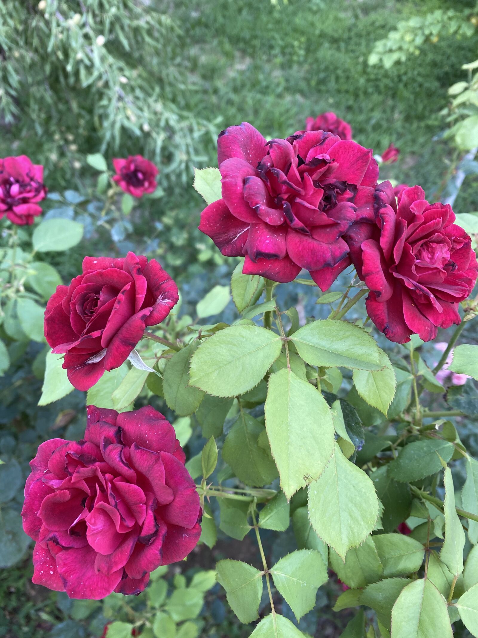 Apple iPhone 11 Pro Max sample photo. Rose, flowers, love photography
