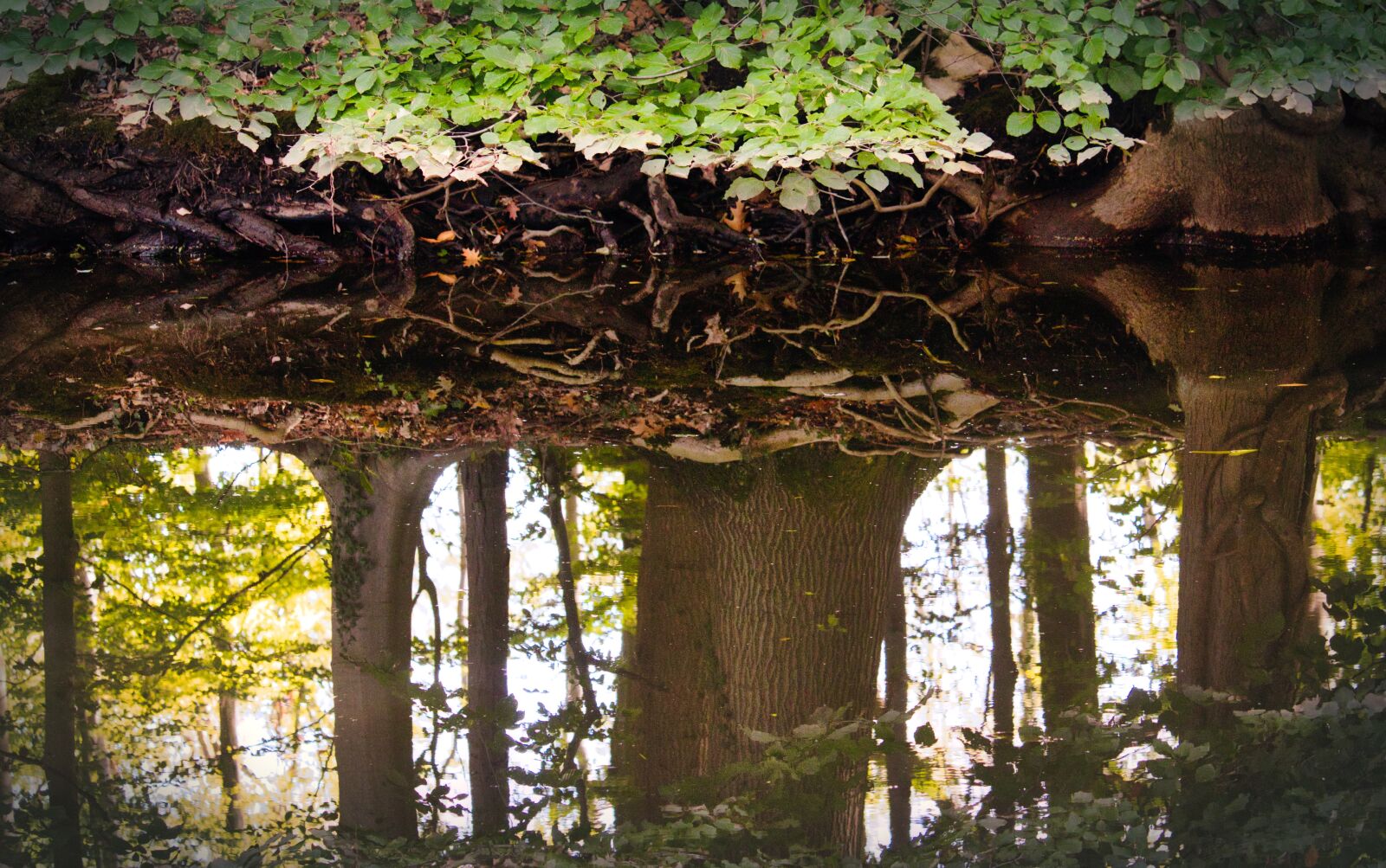 Canon EOS 200D (EOS Rebel SL2 / EOS Kiss X9) sample photo. Mirroring, forest, water photography