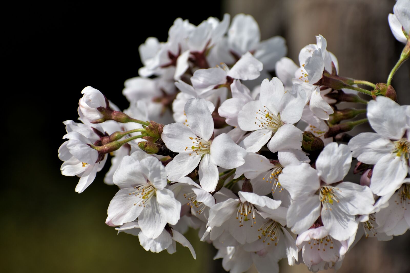 Nikon D7200 sample photo. Natural, landscape, wood photography