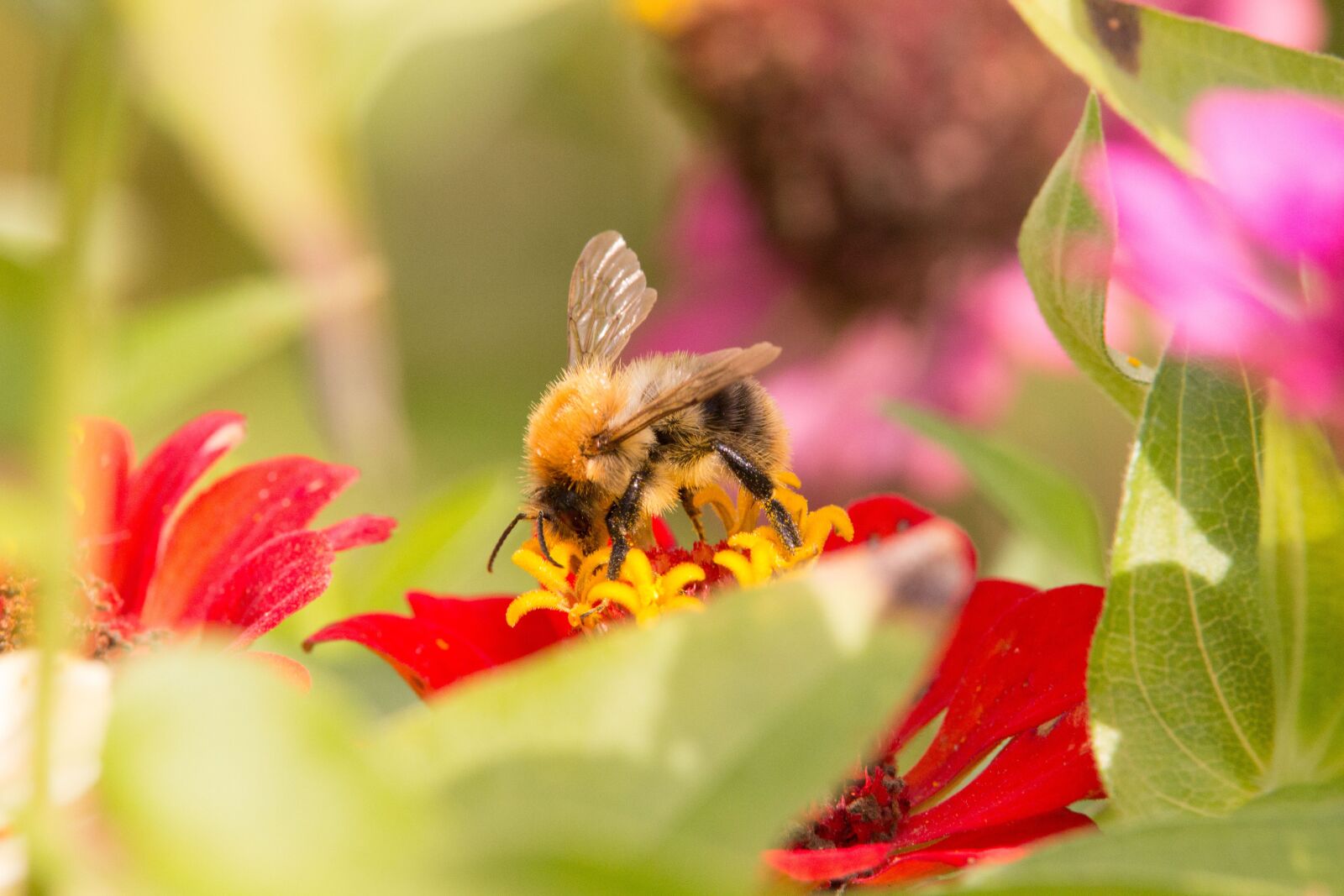 Canon EOS 600D (Rebel EOS T3i / EOS Kiss X5) sample photo. Nature, flower, summer photography