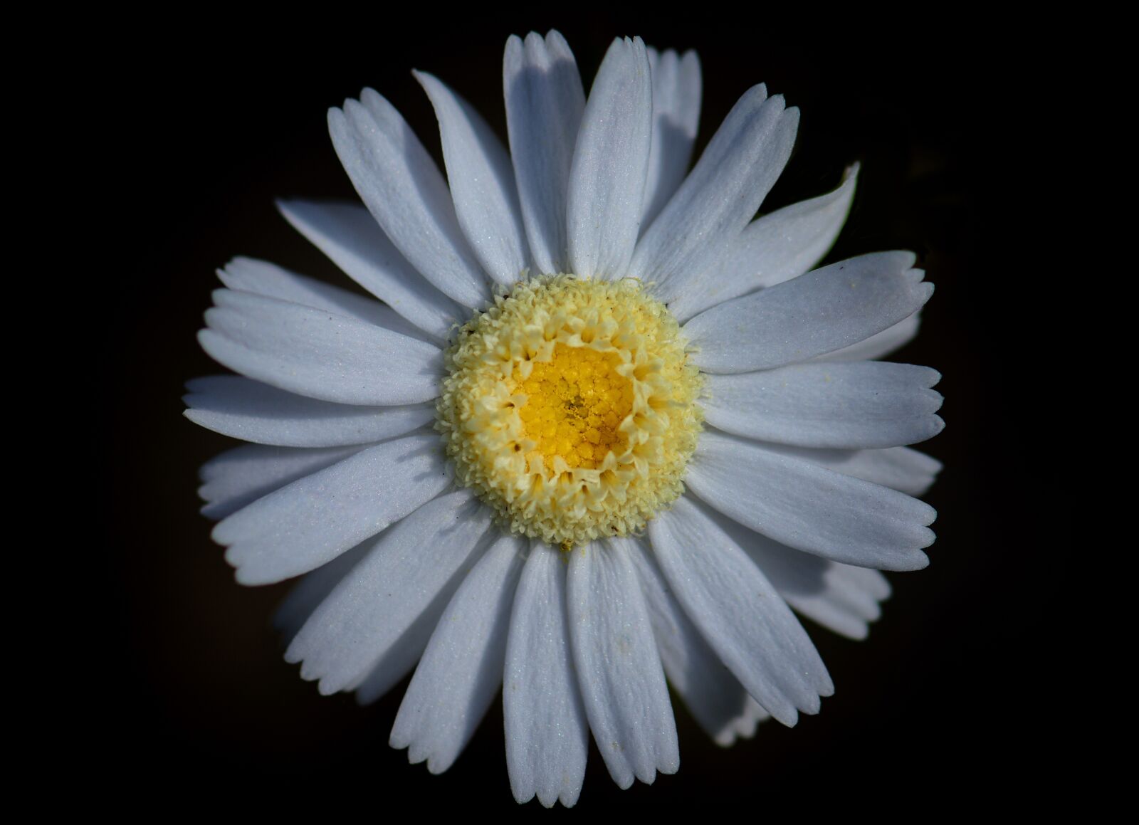 Nikon D3300 sample photo. Daisy, white, sunshine photography