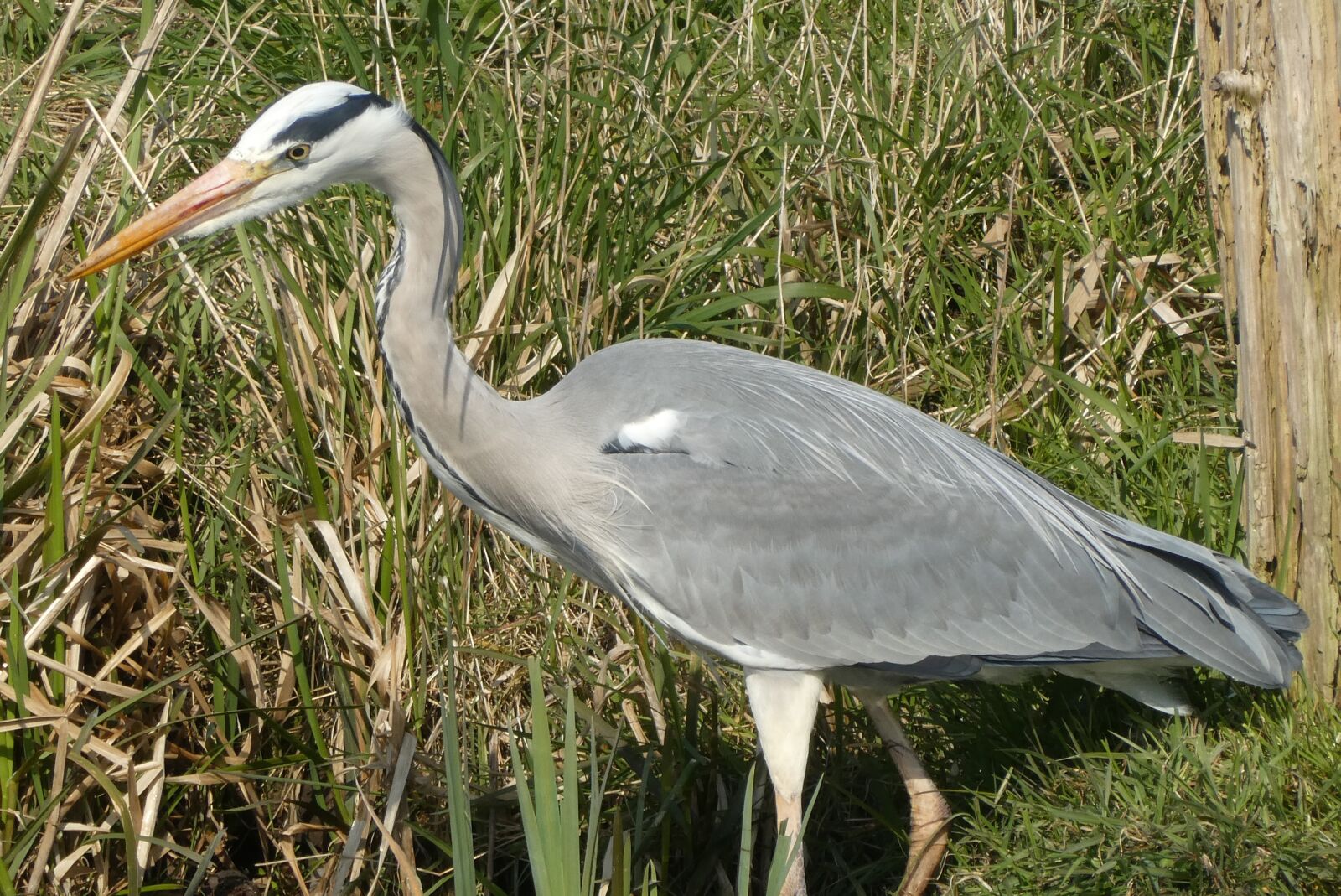 Panasonic Lumix DC-ZS70 (Lumix DC-TZ90) sample photo. Heron, bird, ditch photography