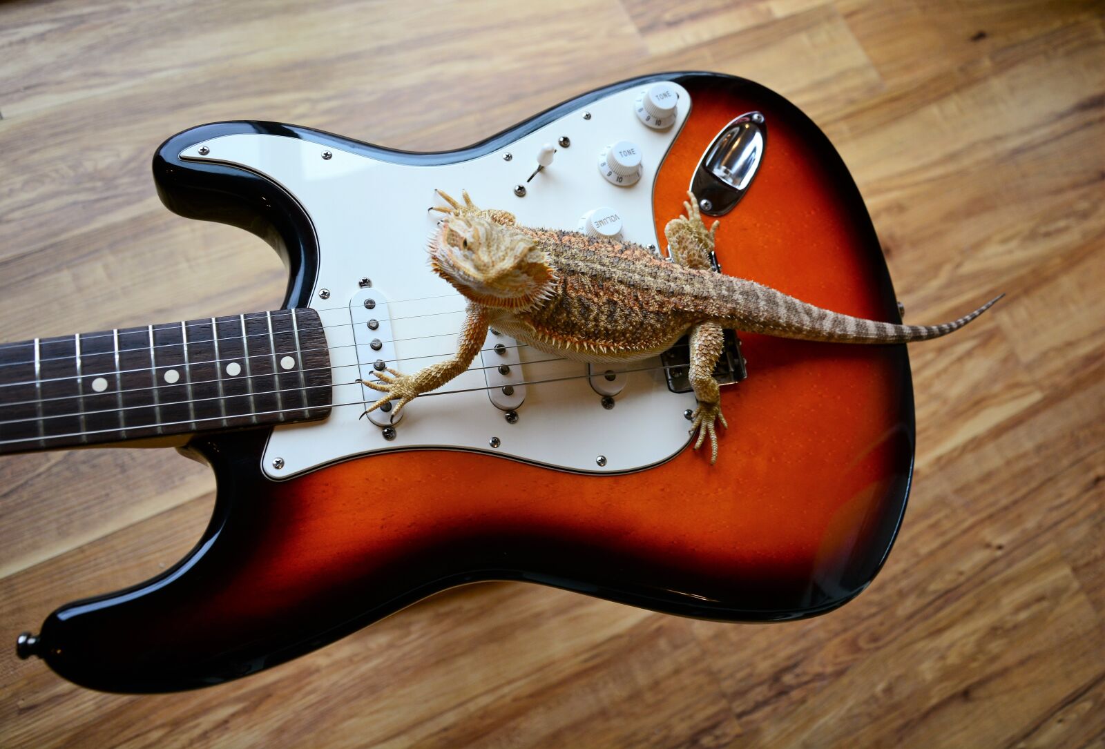 Nikon D7100 sample photo. Guitar, electric, lizard photography