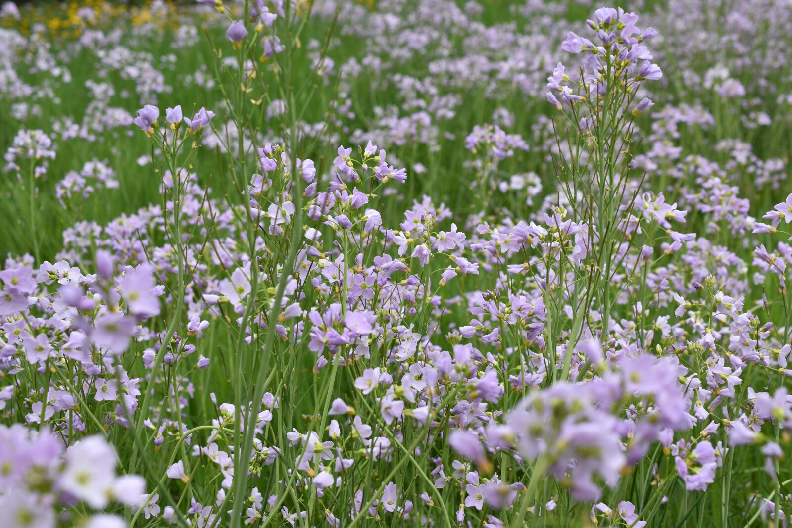 Nikon D5600 sample photo. Field, flowers, violet photography
