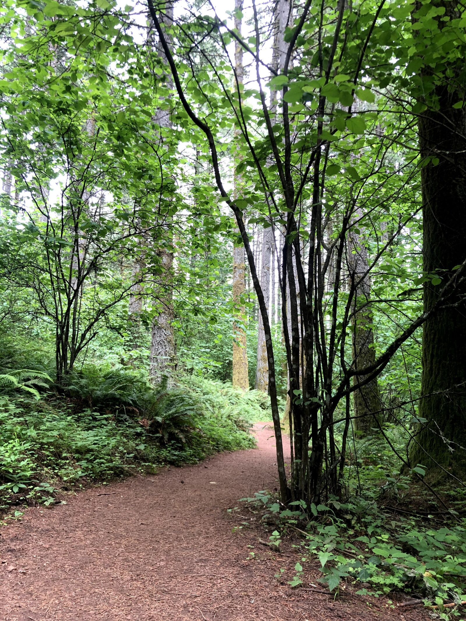 iPhone X back dual camera 4mm f/1.8 sample photo. Path, scouter mountain, forest photography