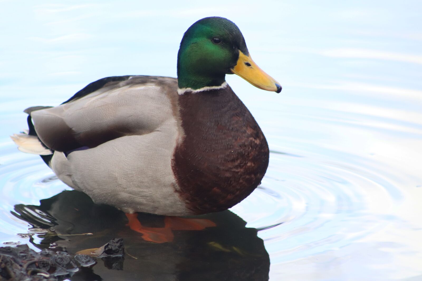 Canon EOS 800D (EOS Rebel T7i / EOS Kiss X9i) sample photo. Duck, drake, mallard photography
