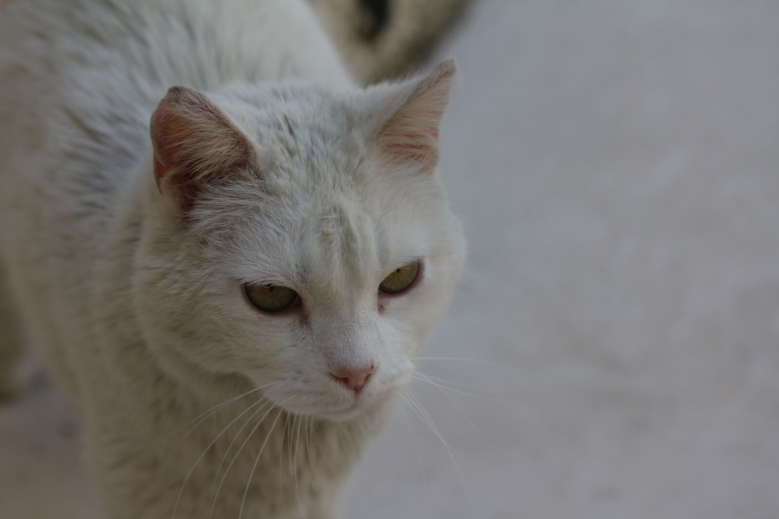 Canon EOS 550D (EOS Rebel T2i / EOS Kiss X4) sample photo. Cat, white cat, white photography