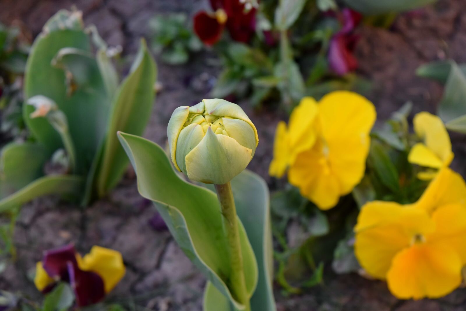 Nikon D5500 sample photo. Tulip, garden, flora, leaf photography