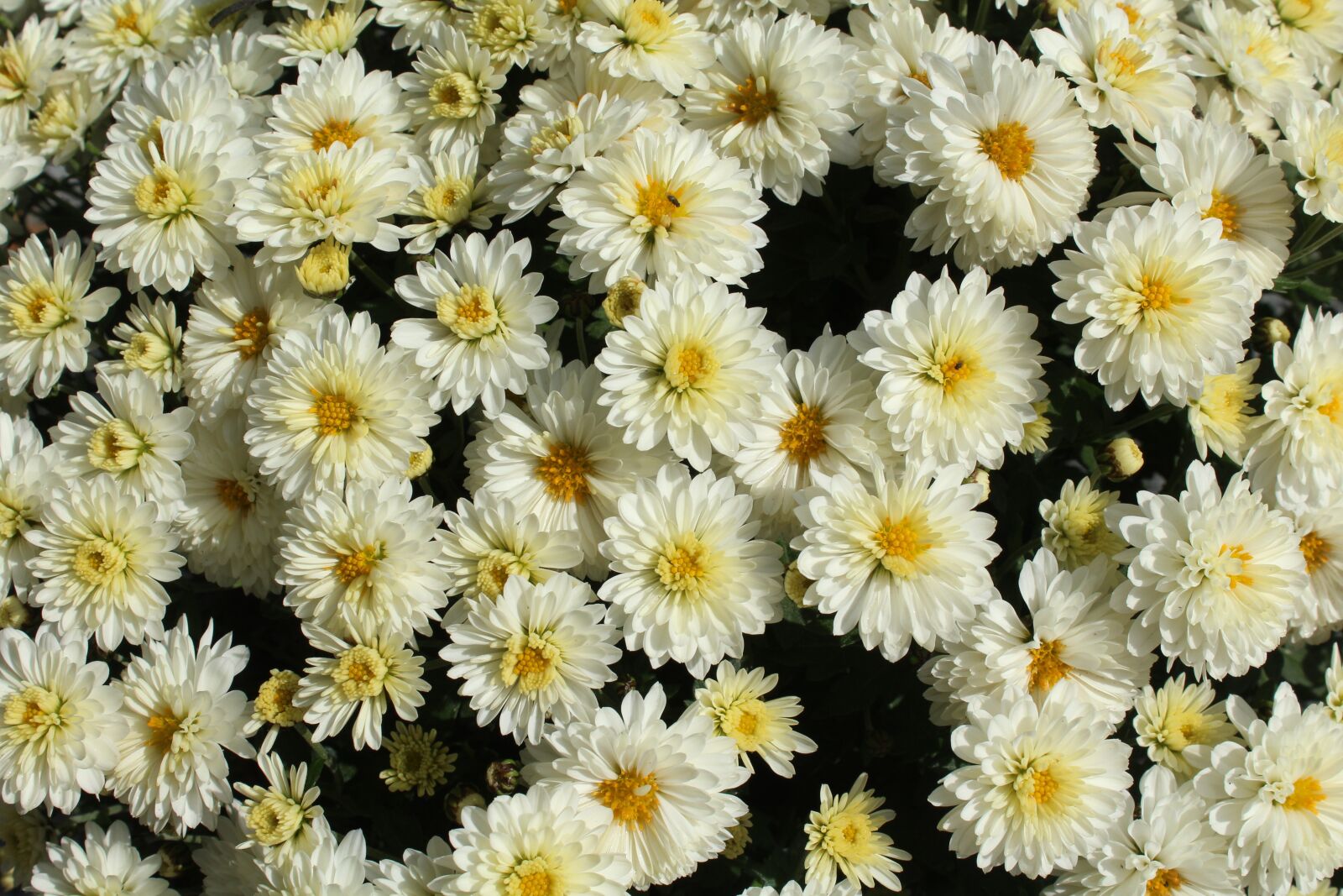 Canon EOS 1200D (EOS Rebel T5 / EOS Kiss X70 / EOS Hi) sample photo. Chrysanthemum, white flowers, figure photography
