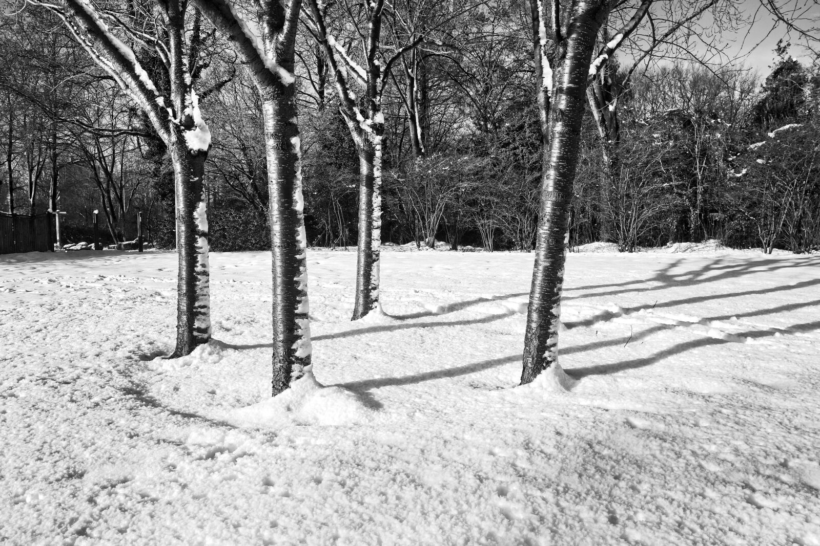 Sony Cyber-shot DSC-RX100 sample photo. Trees, bare trees, winter photography