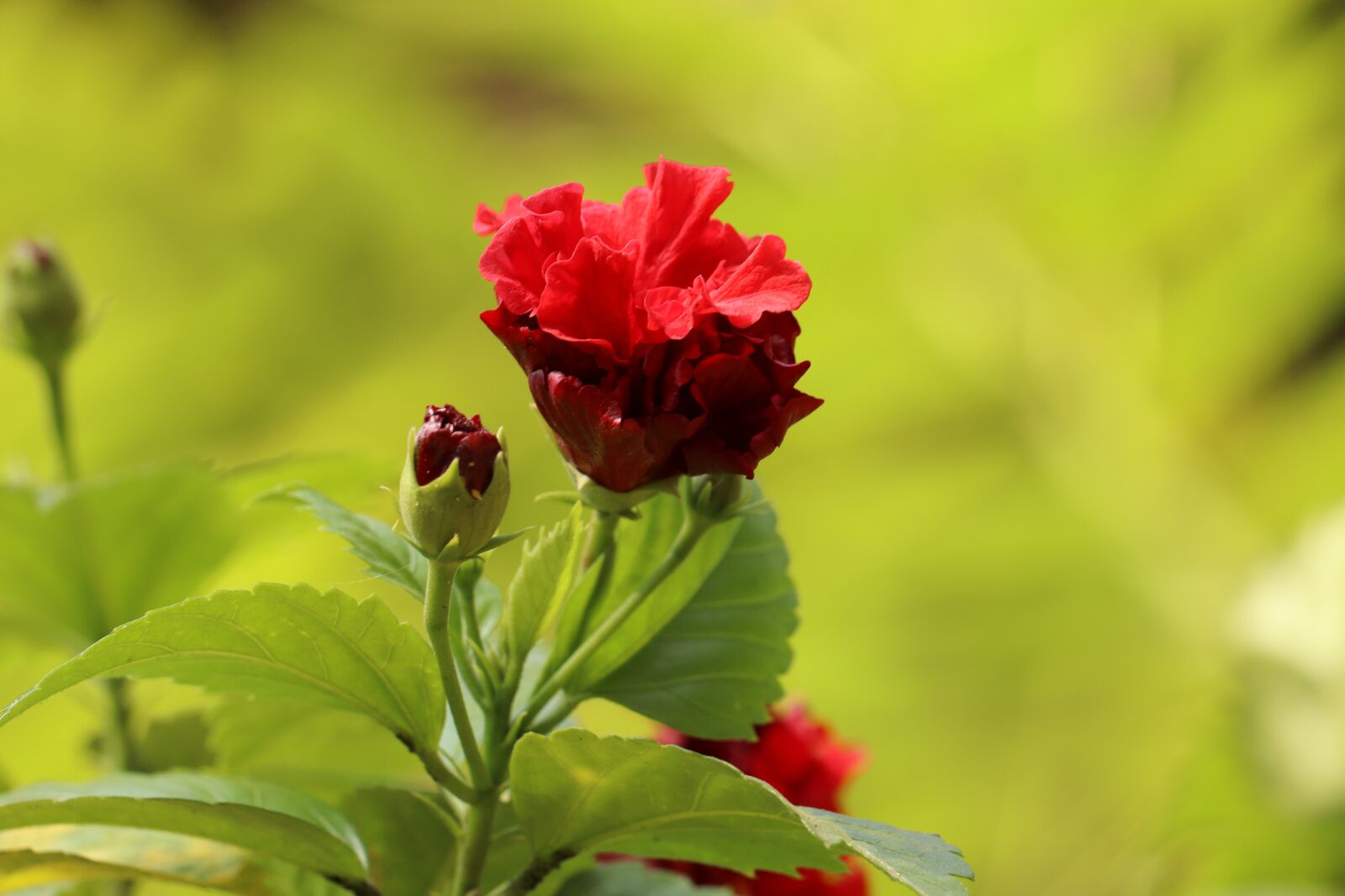 Canon EOS 250D (EOS Rebel SL3 / EOS Kiss X10 / EOS 200D II) sample photo. Flower, hibicus, red photography