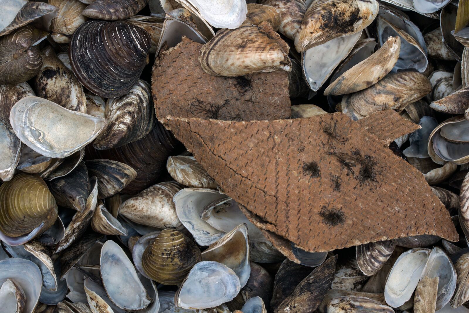 Canon EF-S 60mm F2.8 Macro USM sample photo. Mussels, bank, rhine photography