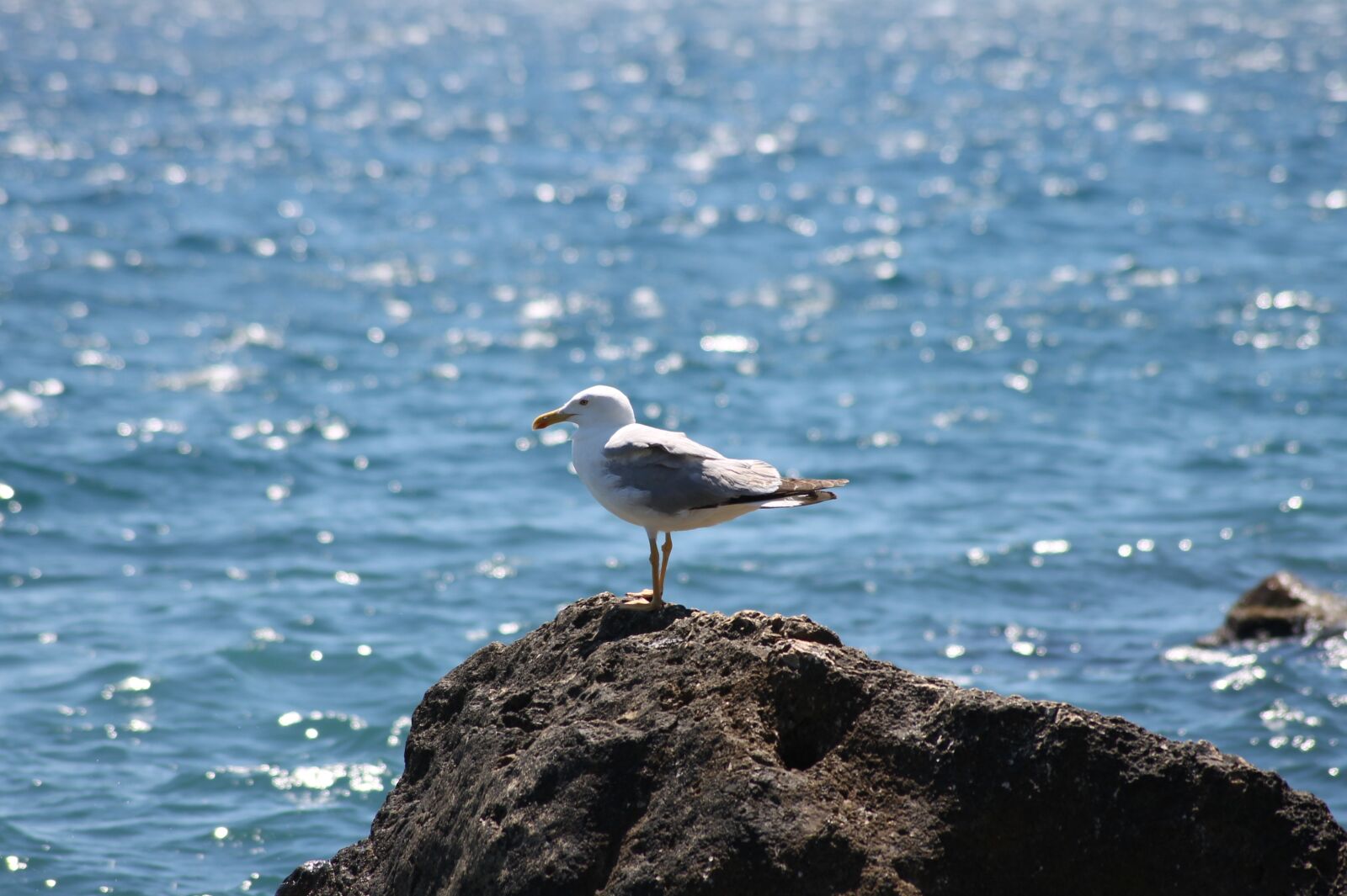 Canon EOS 1100D (EOS Rebel T3 / EOS Kiss X50) sample photo. Sea, seagull, bird photography