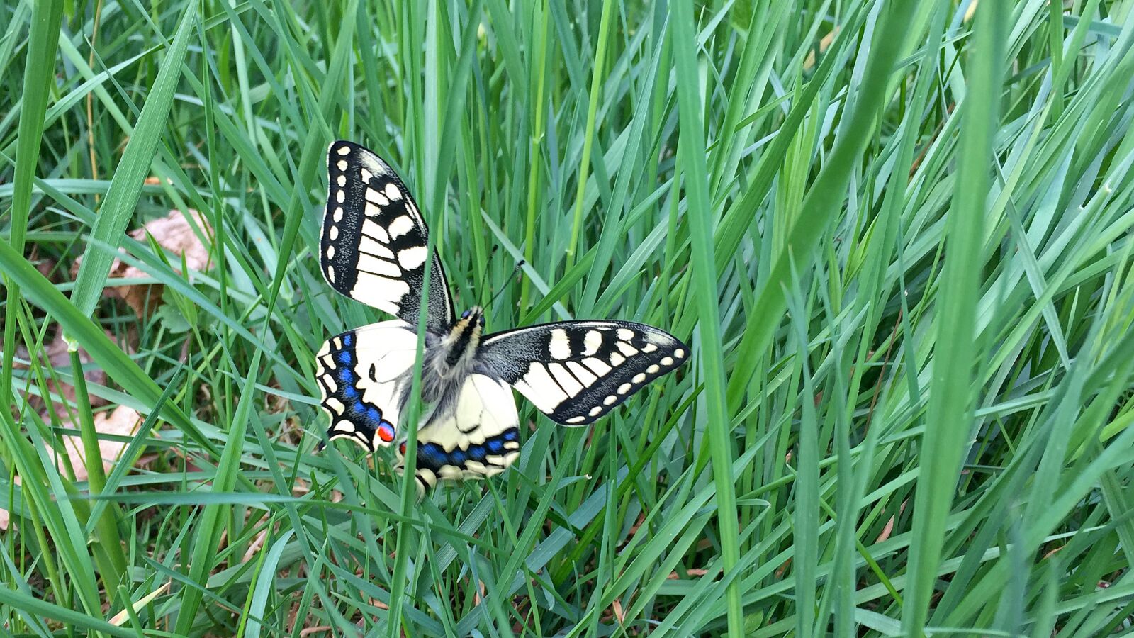 Apple iPhone 6 sample photo. Butterfly, meadow, green photography