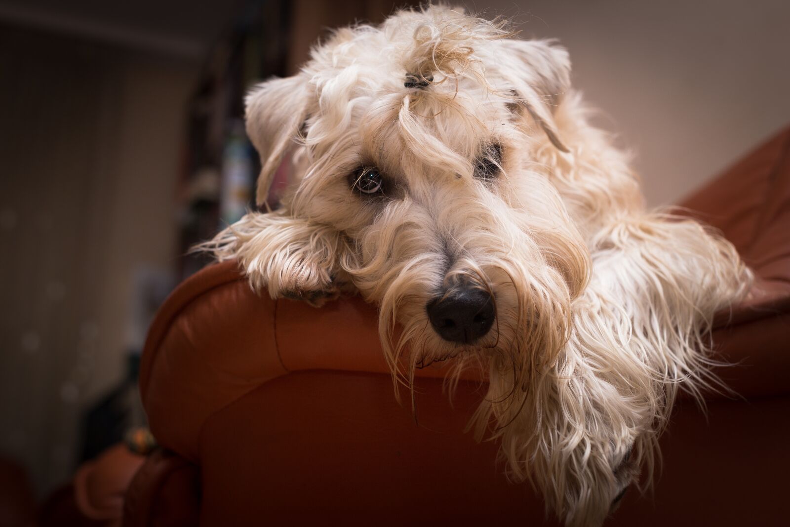 Canon EOS 6D sample photo. Dog, terrier, pet photography