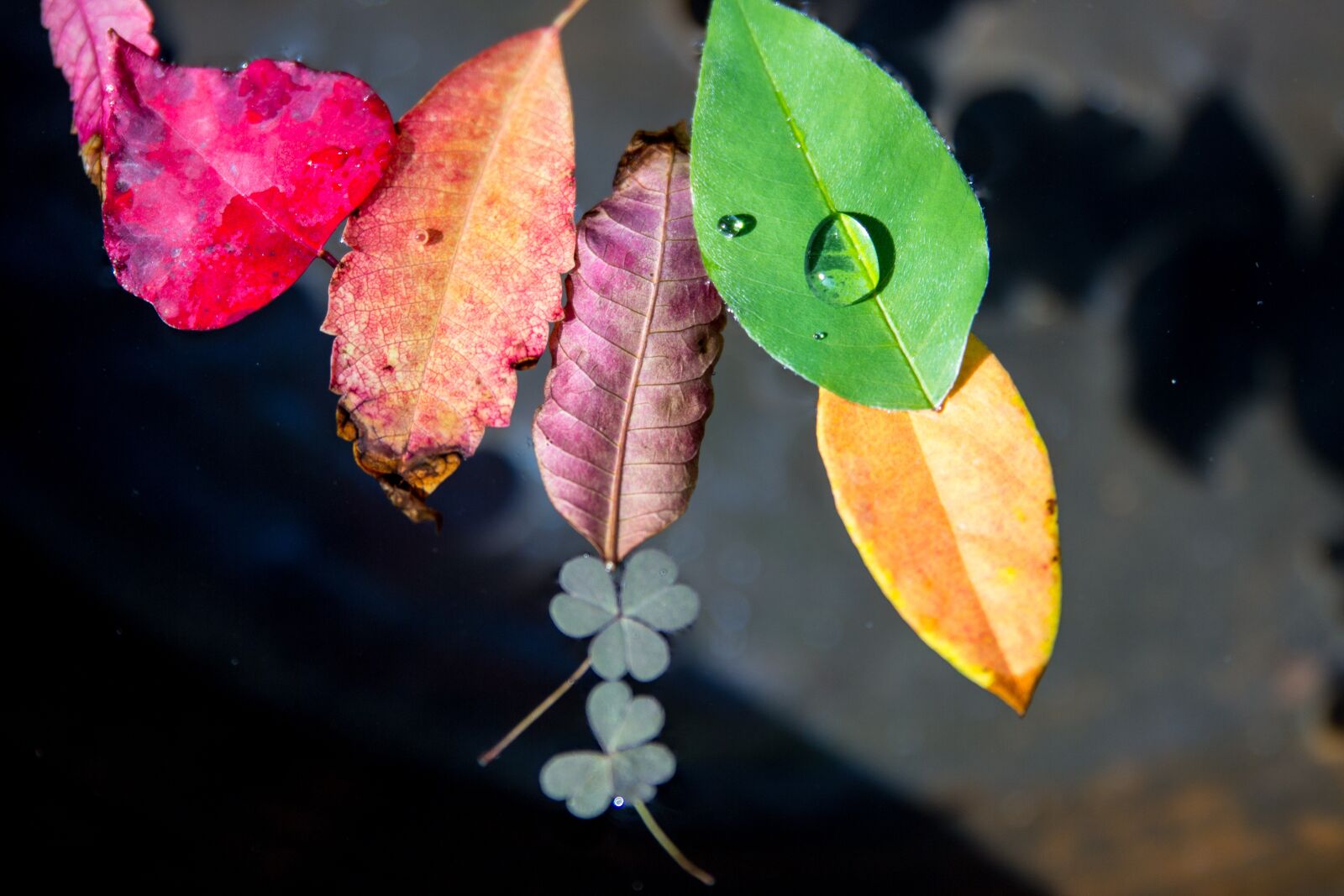Canon EOS 600D (Rebel EOS T3i / EOS Kiss X5) sample photo. Trickle, the leaves, plants photography