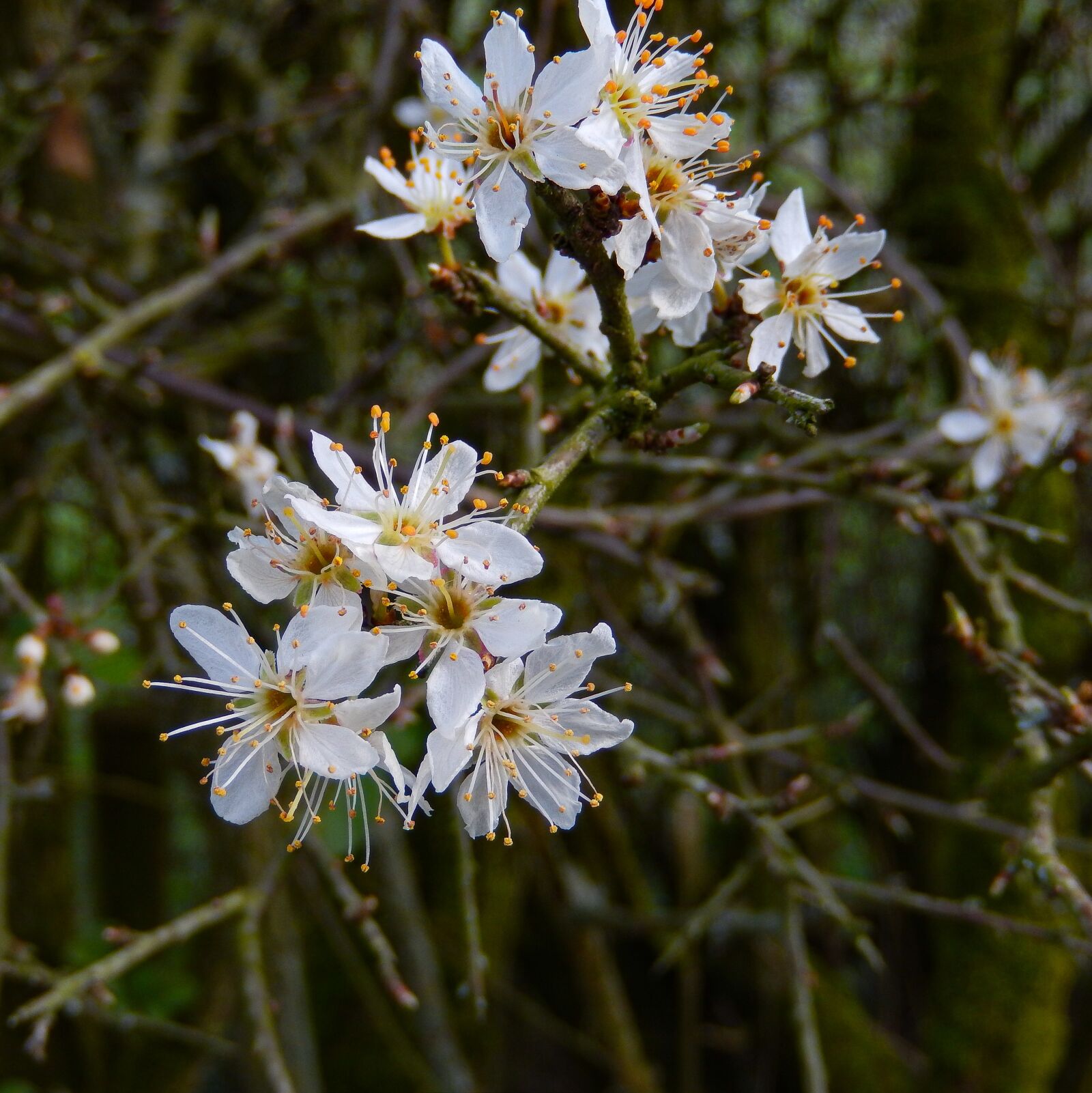 Nikon Coolpix S9500 sample photo. Blackthorn, prunus spinosa, schlehe photography