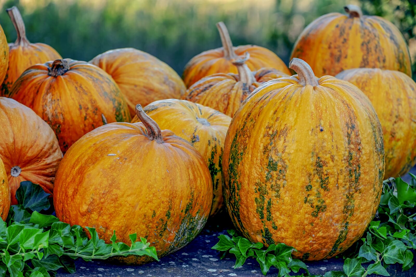 Fujifilm XF 55-200mm F3.5-4.8 R LM OIS sample photo. Oil pumpkins, pumpkin, fruit photography