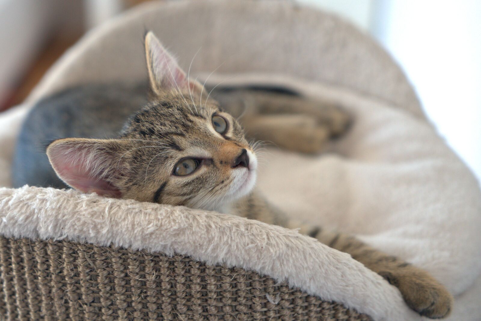 Sony a7 II + Sony Vario Tessar T* FE 24-70mm F4 ZA OSS sample photo. Cat, kitten, cute photography