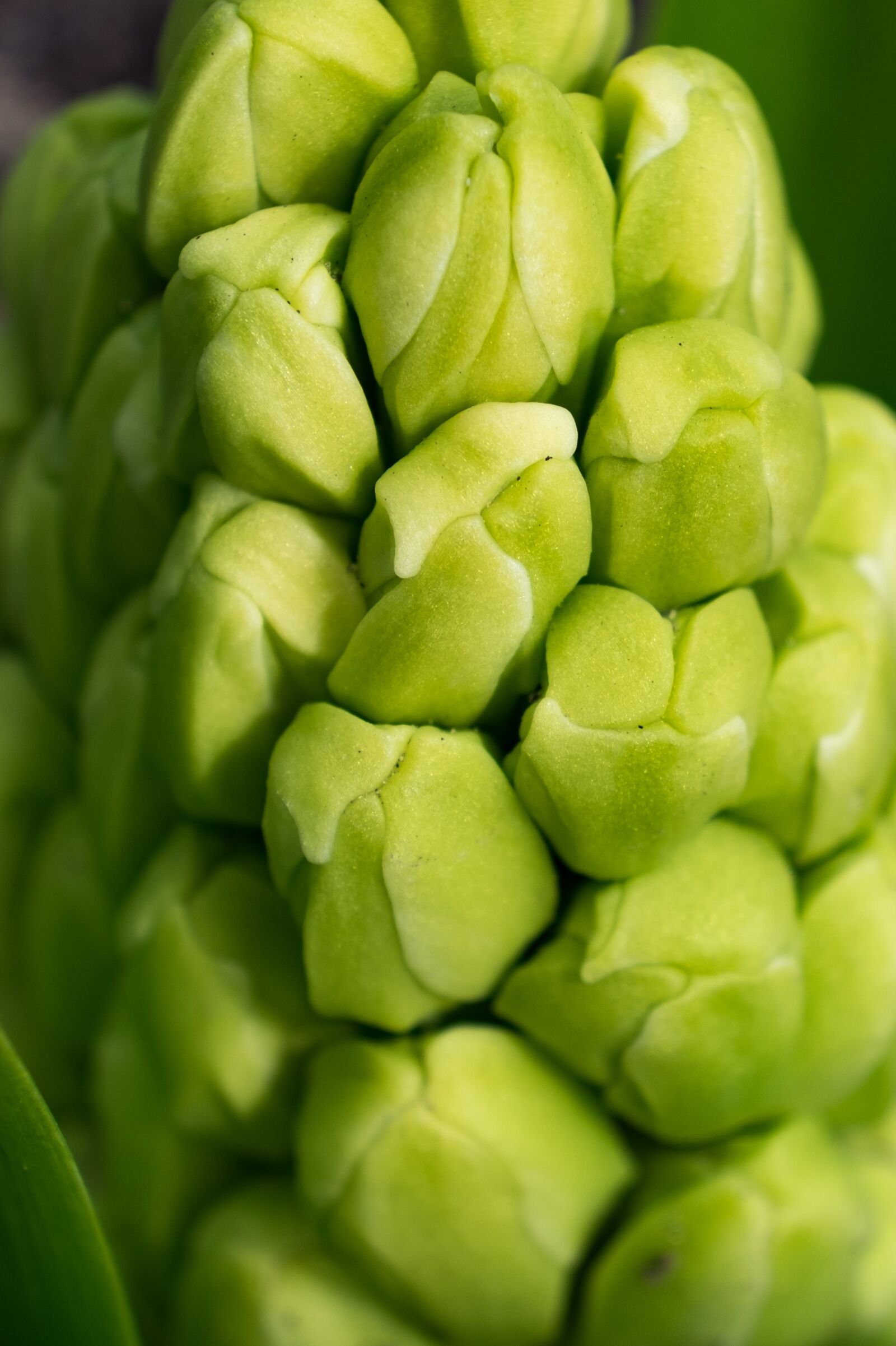 Fujifilm X-T10 sample photo. Bud, spring, hyacinth photography