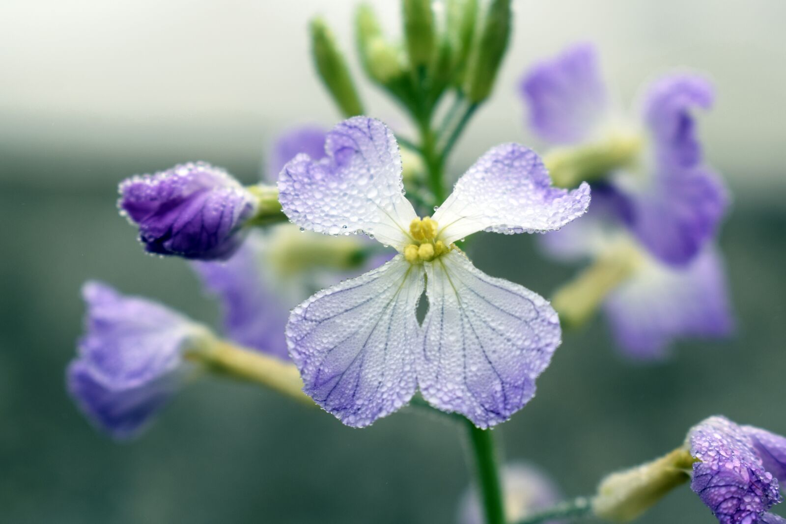 Nikon D5300 sample photo. Flower, wallpaper, nature photography