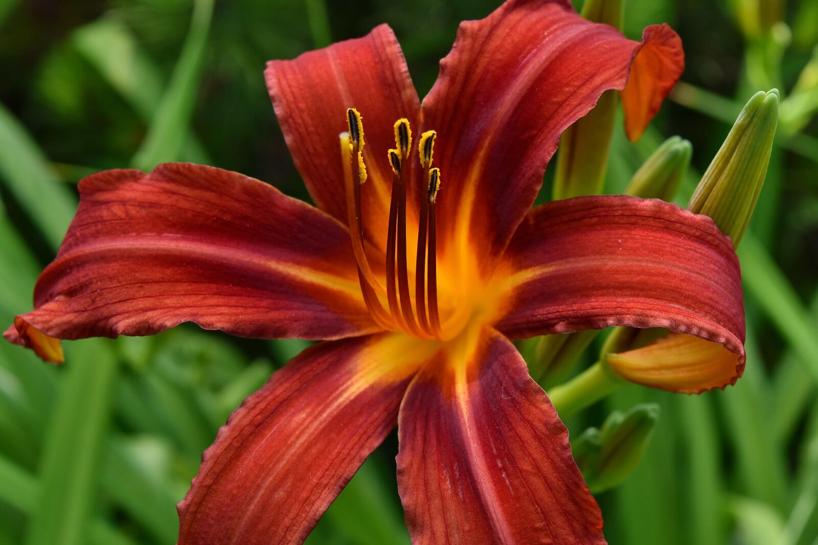 Nikon D5500 sample photo. Ecology, lily, pistil, pollen photography
