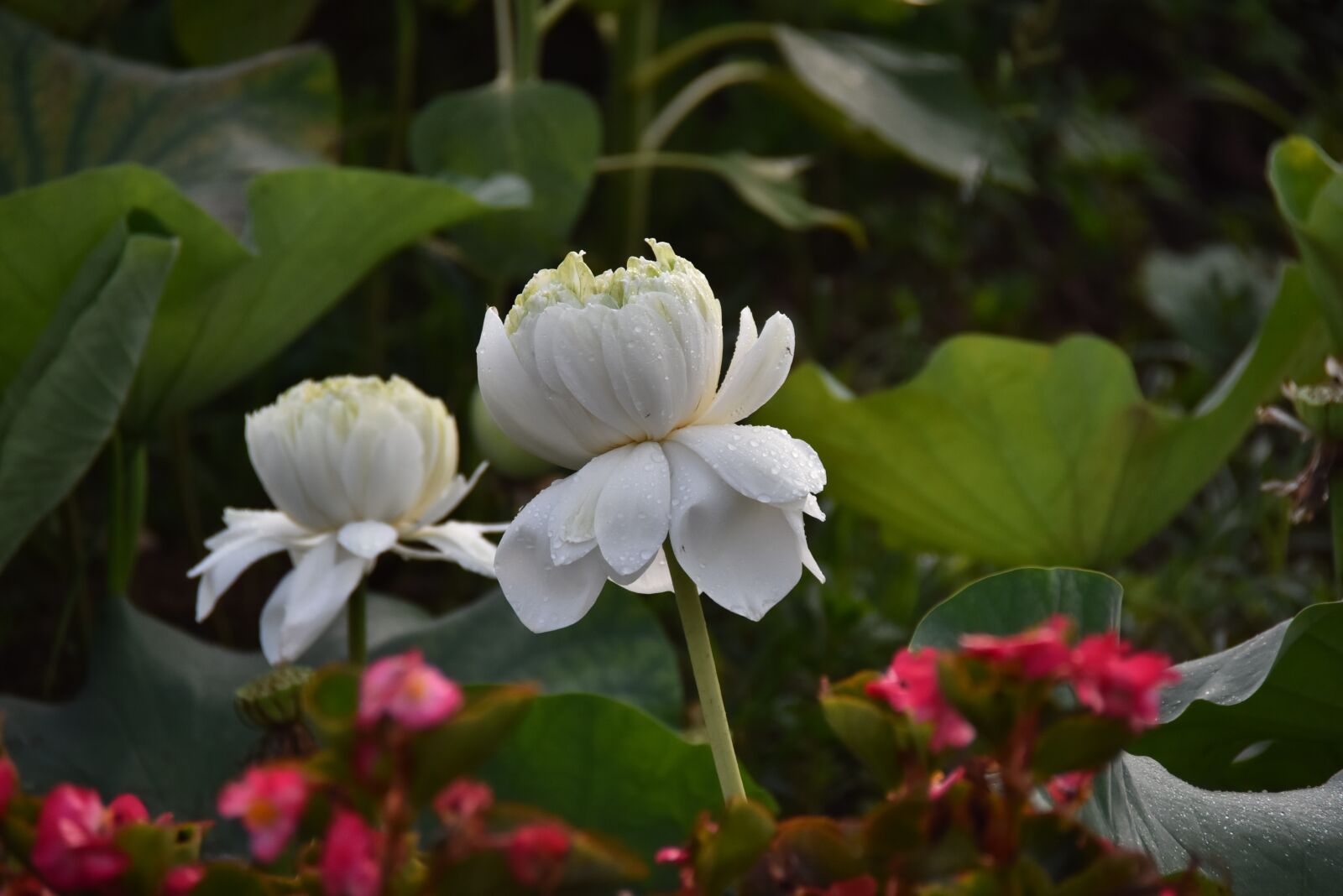 Nikon D7200 sample photo. Lotus, water lily, lotus photography