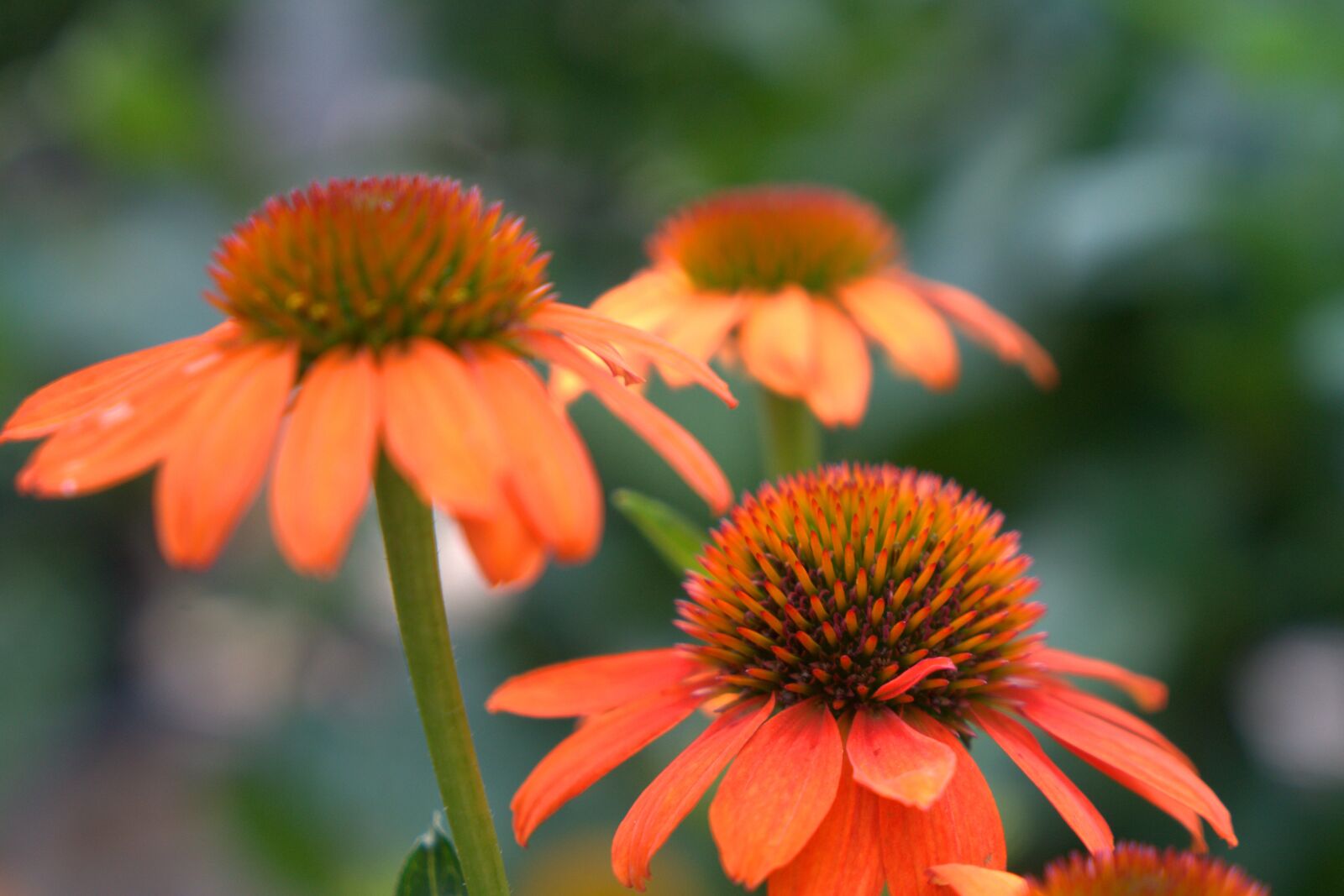 Sony a7 II + Sony Vario Tessar T* FE 24-70mm F4 ZA OSS sample photo. Coneflower, flower, blossom photography