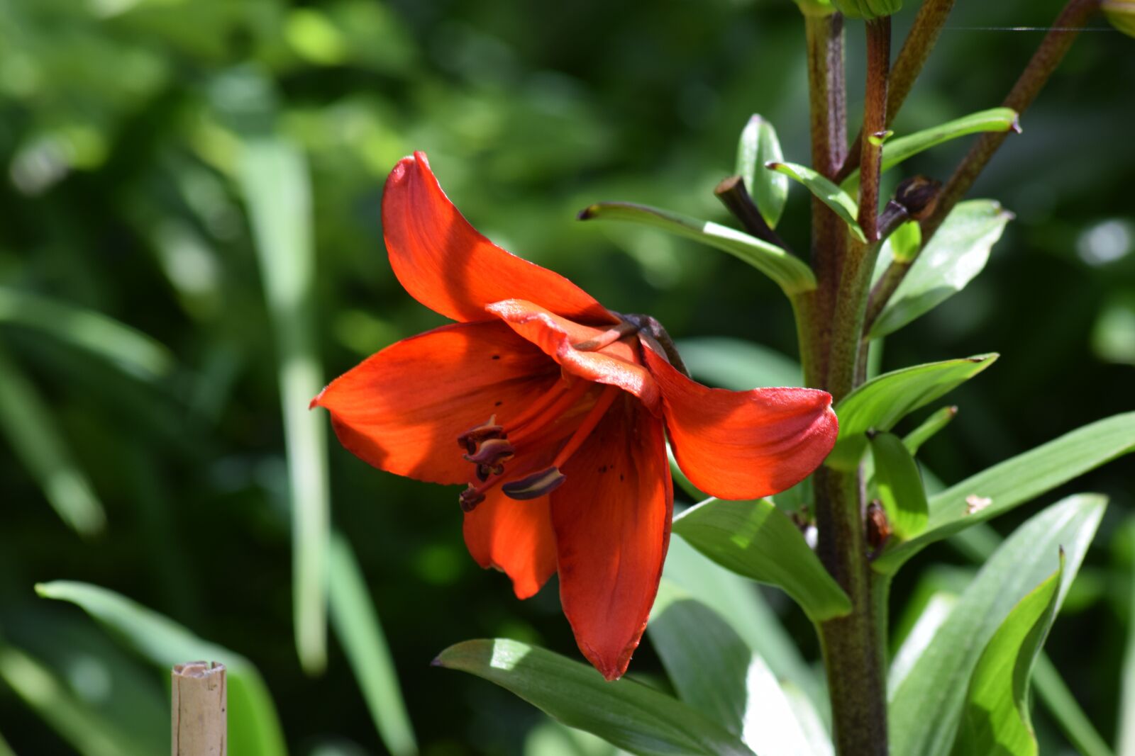 Nikon D5300 sample photo. Flower, plant, bloom photography
