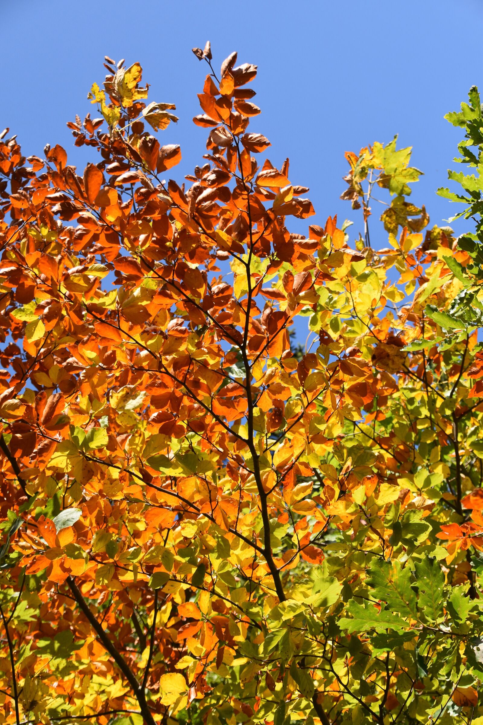 Nikon D5600 sample photo. Leaves, branch trees, autumn photography