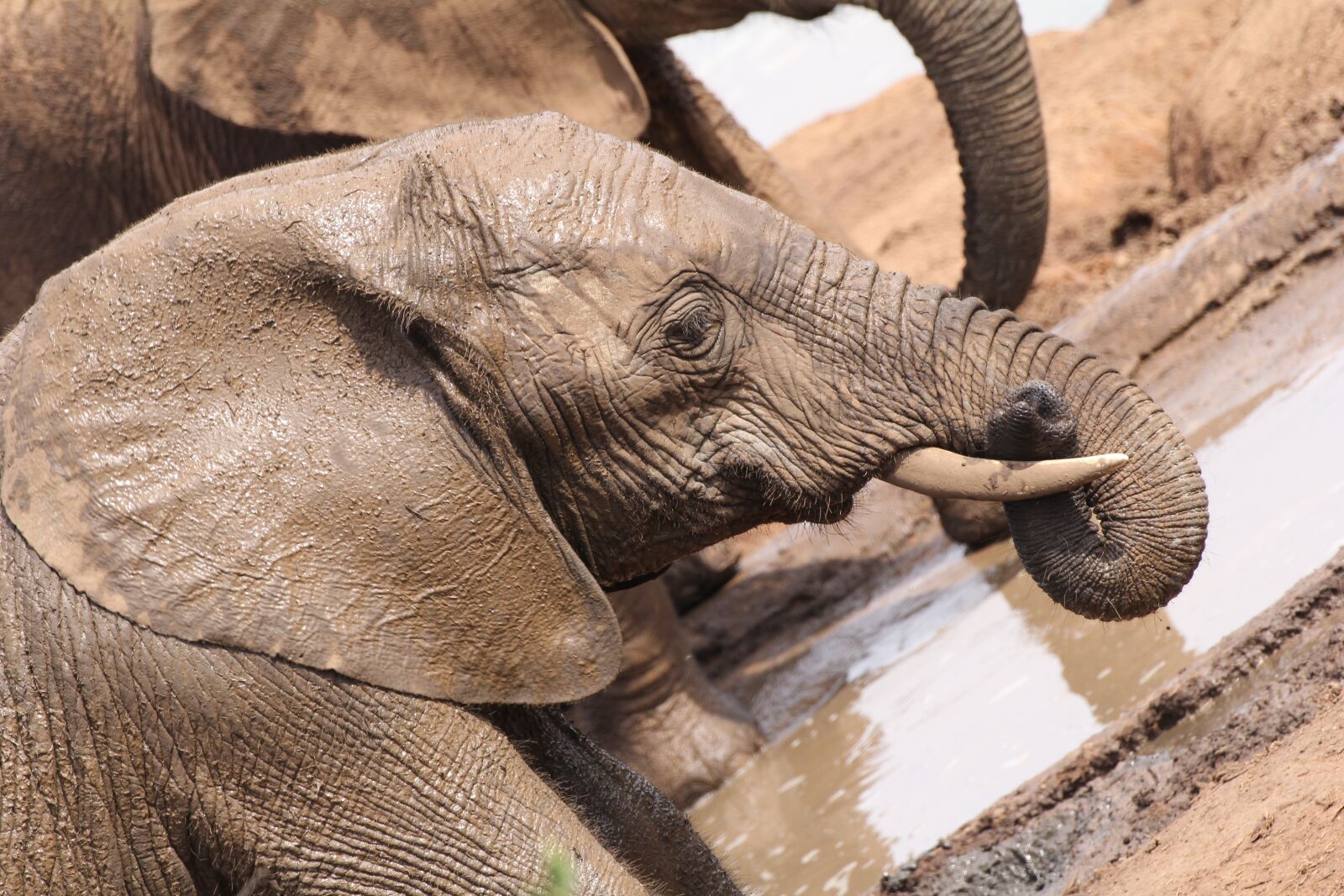 Canon EOS 60D sample photo. Elephant, portrait, baby elephant photography