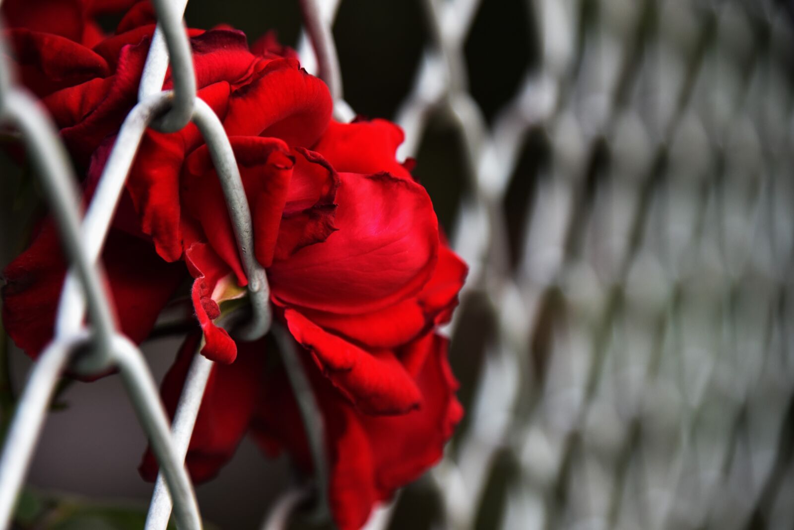 Nikon D810 sample photo. Flowers, fence, color separation photography