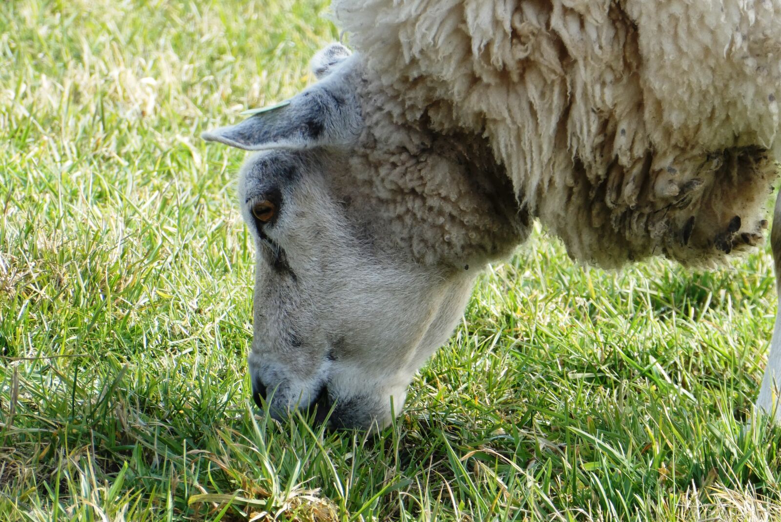 Panasonic Lumix DC-ZS70 (Lumix DC-TZ90) sample photo. Sheep, whey, grass photography