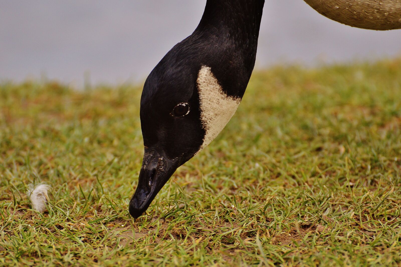 Nikon D3200 sample photo. Goose, poultry, animal photography