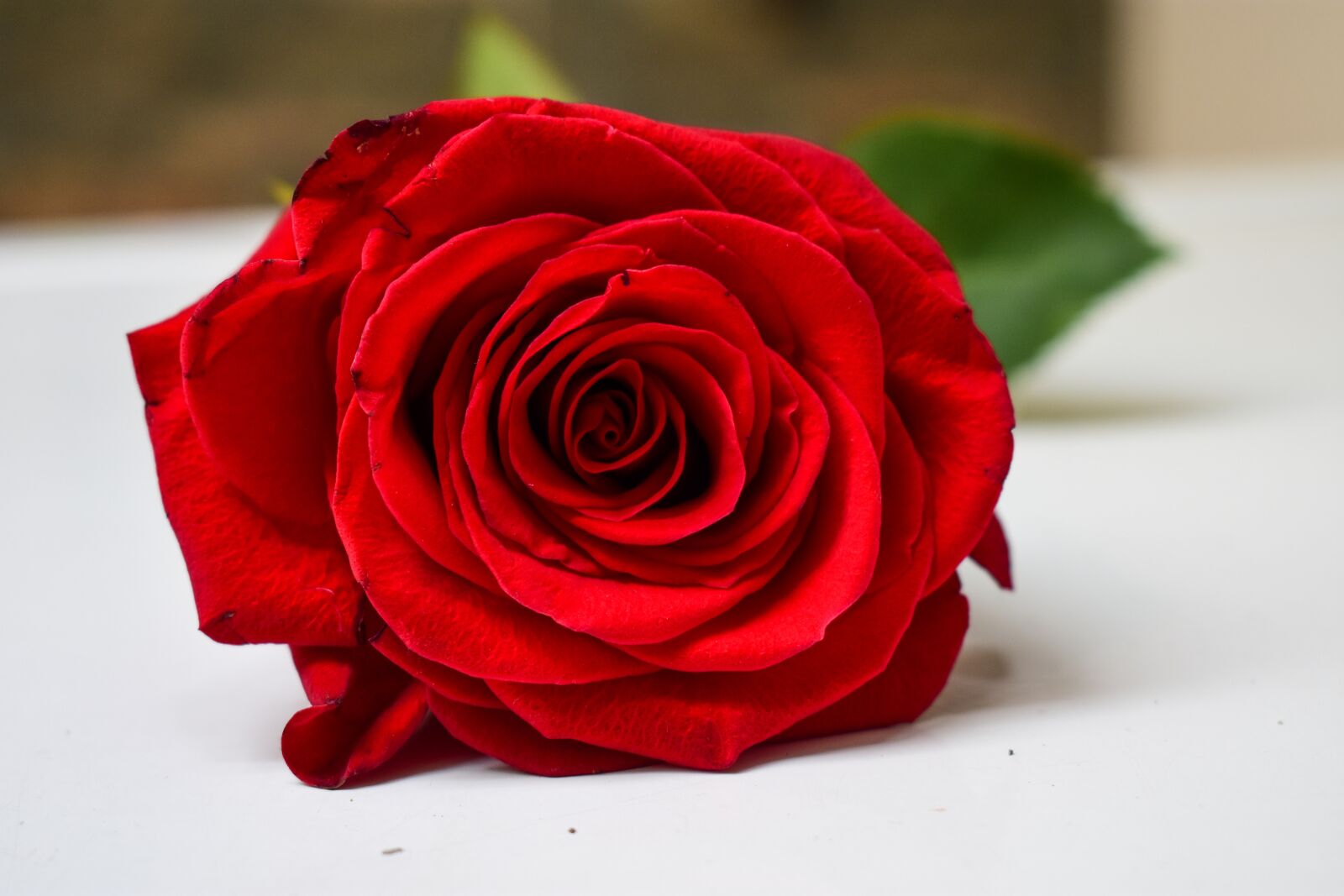 Nikon D3400 sample photo. Rosa bonita, approach photography
