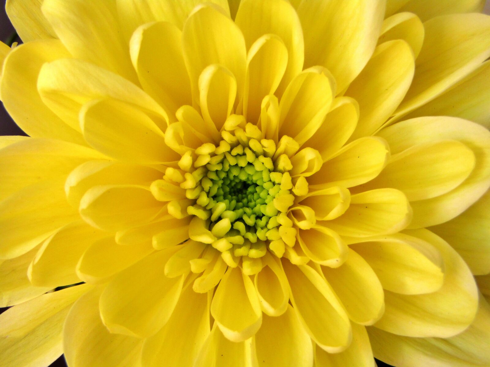 Canon POWERSHOT SX432 IS sample photo. Mummies, yellow, single flower photography