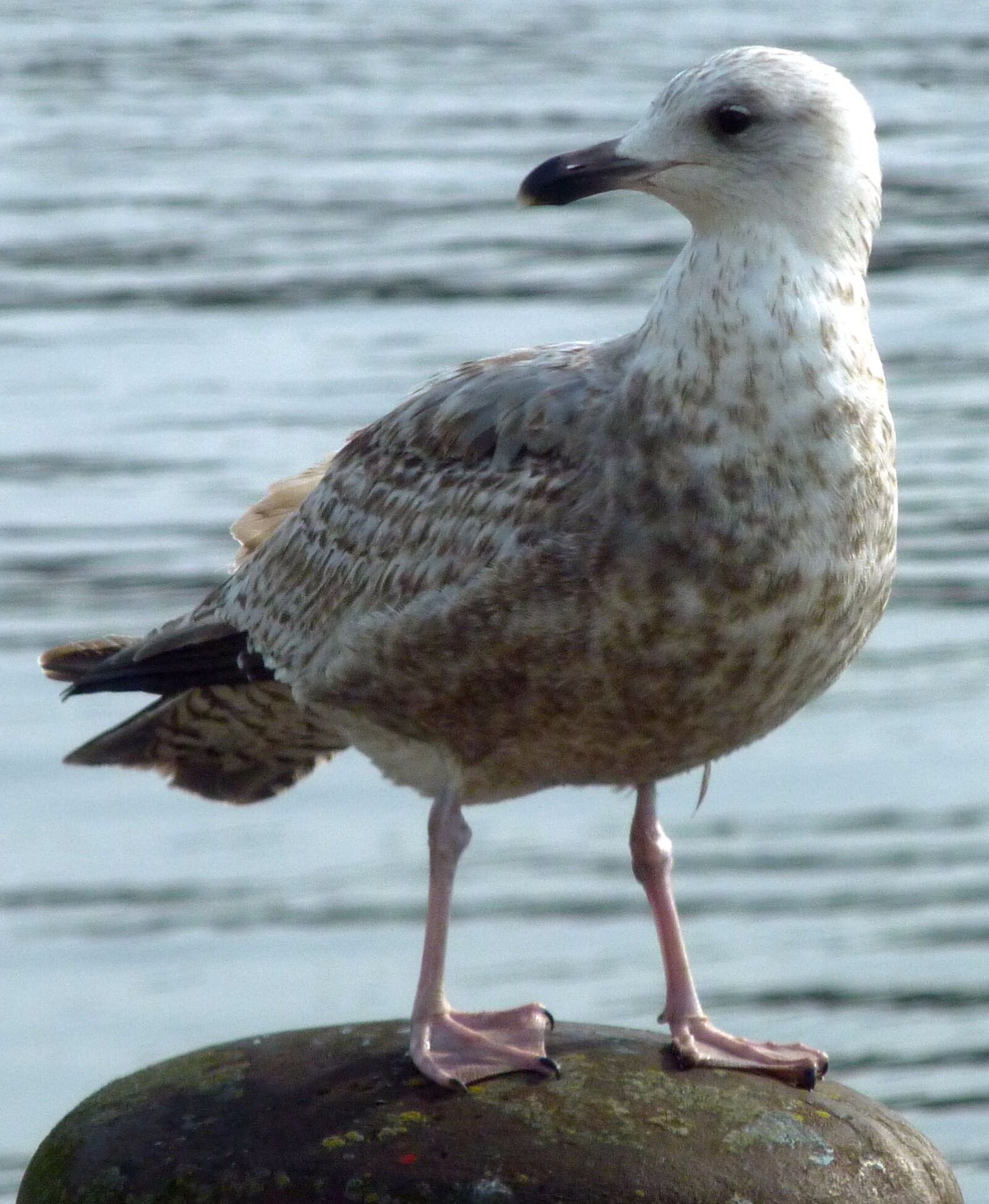 Panasonic DMC-TZ7 sample photo. Skuas, stercorariidae, plover-like photography